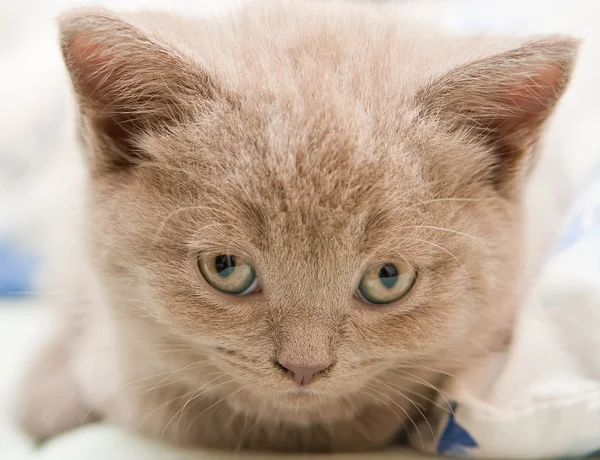 子猫の頭 — ストック写真