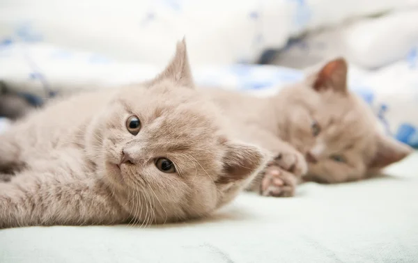 British Kittens — Stock Photo, Image