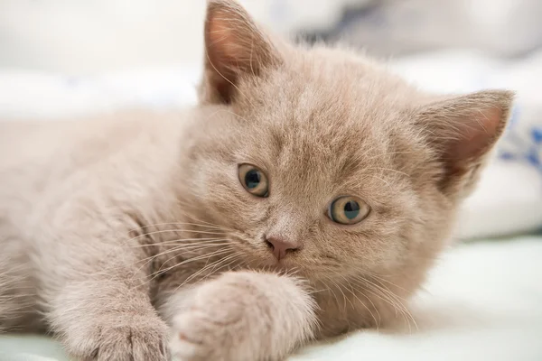 Британський кошеня Закри — стокове фото