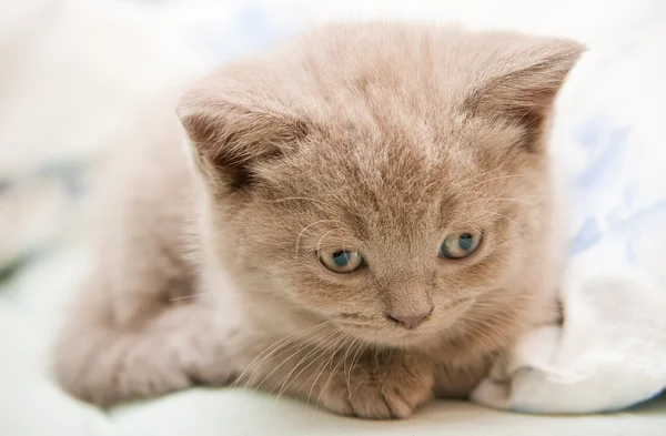 Close-up Lila kitten — Stockfoto