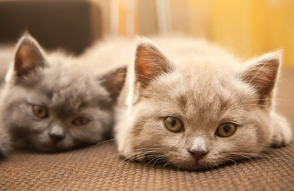 Dos gatitos británicos —  Fotos de Stock
