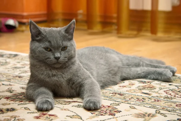 Graues Britisches Kätzchen Liegt Auf Einem Teppich — Stockfoto