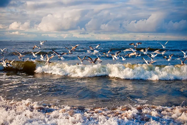 Чайки над морем — стоковое фото