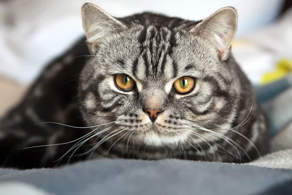 Mourovatá britská kočka — Stock fotografie
