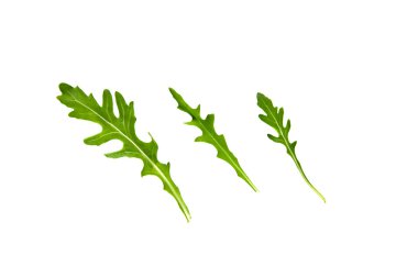 Ruccola Leaves clipart