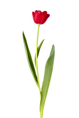 Red Tulip clipart