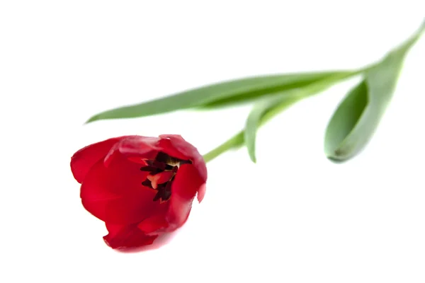 Isolated Red Tulip — Stock Photo, Image