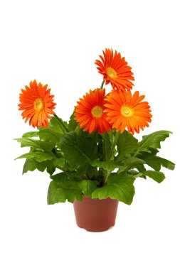 Turuncu gerbera