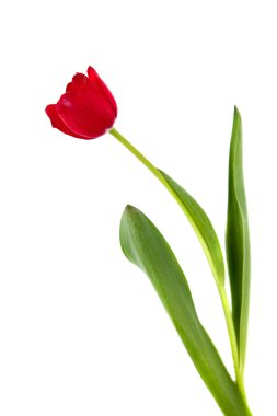 Isolated Red Tulip clipart