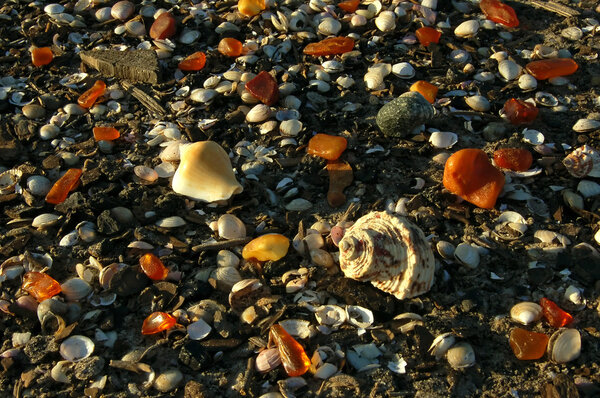 Янтарь в природе
