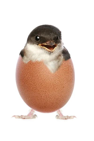 Fröhliches Vogelbaby aus Ei geschlüpft — Stockfoto