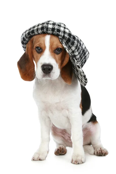 Portrait of puppy Beagle in a cap — Stock Photo, Image
