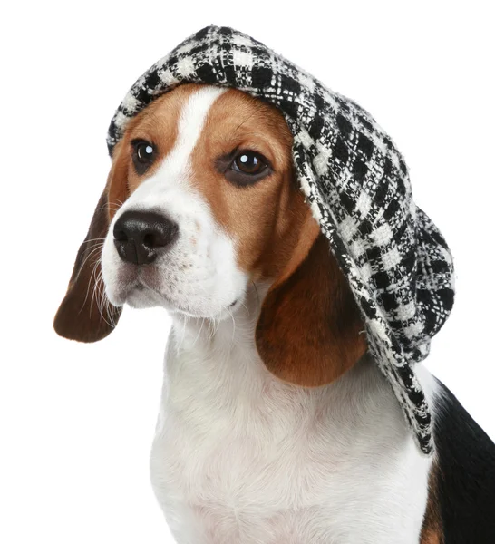 Retrato de cachorro Beagle em um gorro — Fotografia de Stock