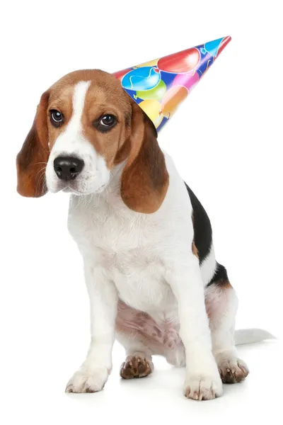 Beagle valp med födelsedag part hatt — Stockfoto