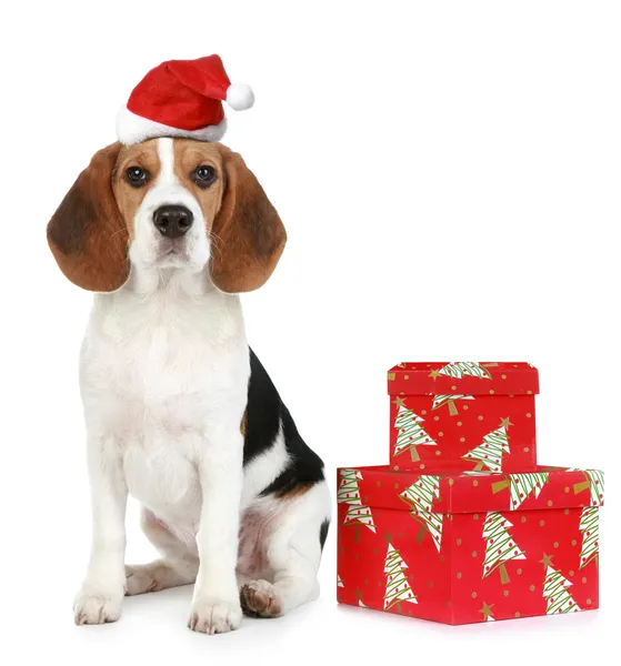 Cachorro Beagle con sombrero de Santa y con regalos de Navidad —  Fotos de Stock