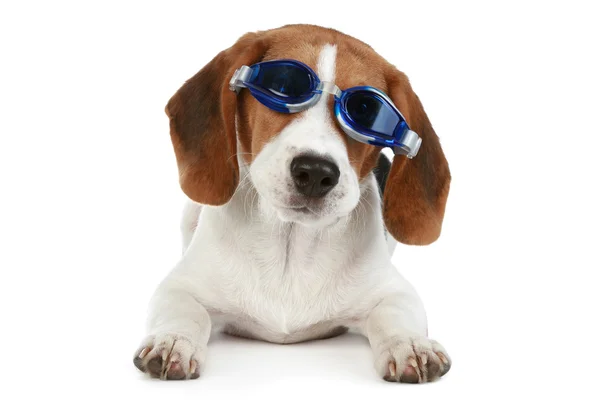 Смешной щенок в синих очках — стоковое фото