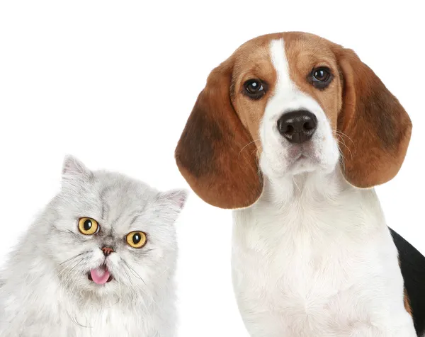 Porträt einer Katze und eines Hundes — Stockfoto