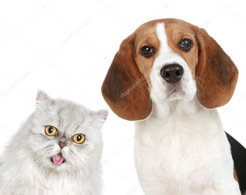 Portrait of a cat and dog