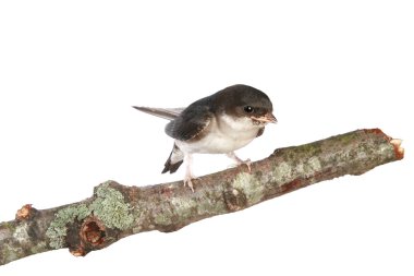 Baby martin on a branch clipart