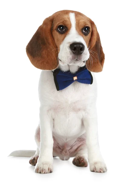 Uroczy szczeniak beagle z kokardą — Zdjęcie stockowe