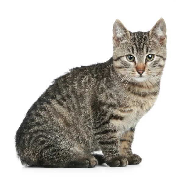 Rozłożony kociak — Zdjęcie stockowe