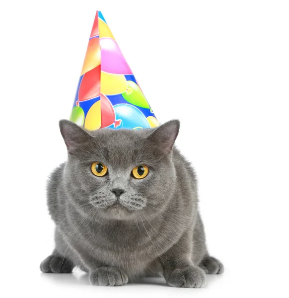 Gato británico con sombrero de fiesta — Foto de Stock