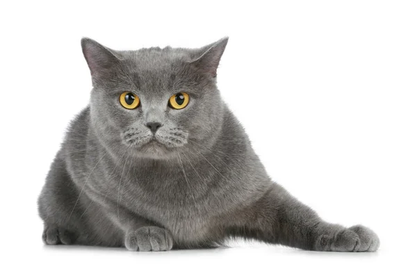 영국 고양이 — 스톡 사진