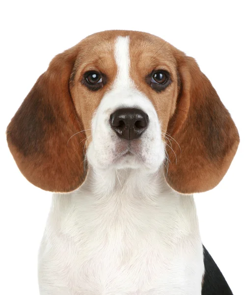 Portret szczeniak Beagle — Zdjęcie stockowe