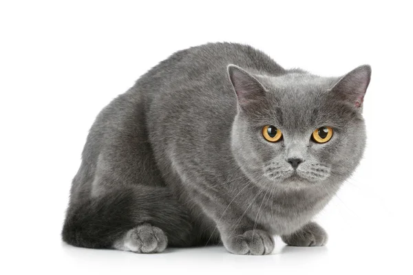 Šedá britská krátkosrstá kočka s velkýma očima dokořán oranžové Stock Snímky