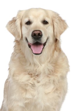 Golden retriever portre