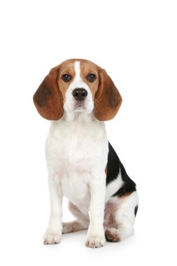 Beagle puppy clipart