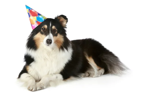 Shetland cão pastor com chapéu de festa — Fotografia de Stock