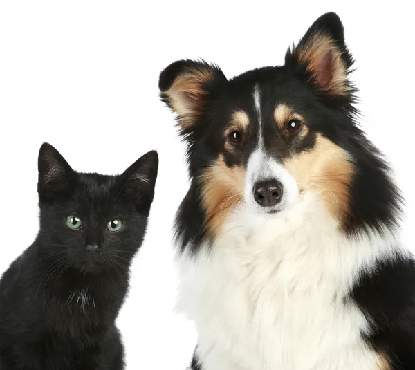 Retrato de cerca de un gatito y un perro — Foto de Stock