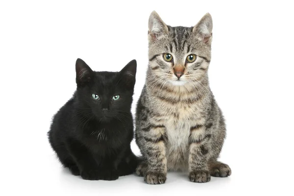 Zwei lustige Kätzchen — Stockfoto