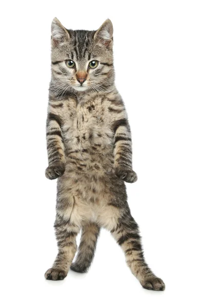 Zabawny kotek — Zdjęcie stockowe