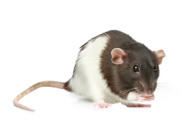 Sıçan — Stok fotoğraf