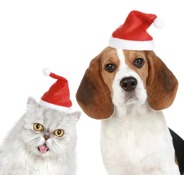 Portret kota i psa w czerwone Czapki Swiąteczne — Zdjęcie stockowe