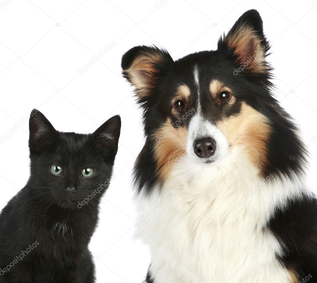 Close-up portrait of a kitten and dog