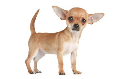 Puppy Chihuahua clipart