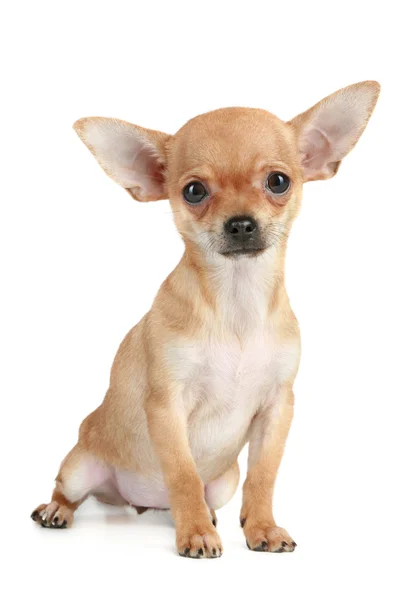 Chihuahua de cachorro engraçado — Fotografia de Stock