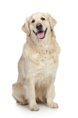 Golden Retriever dog clipart