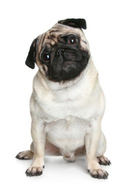 Funny pug puppy sitting on a white background clipart