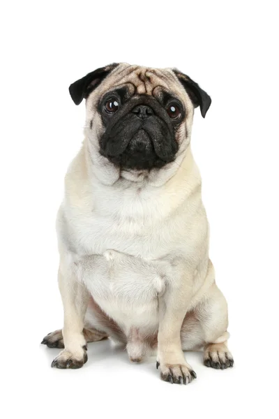 白い背景の上に座っているパグ面白い子犬 — ストック写真
