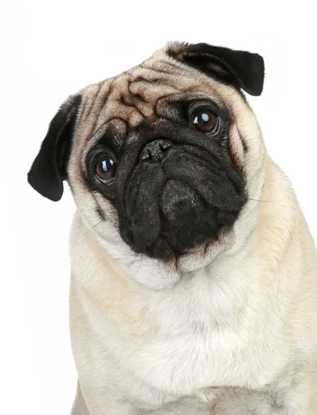 Funny pug puppy sitting on a white background — Stock Photo, Image