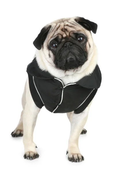 Funny pug in black clothes on white background — Stock Photo, Image
