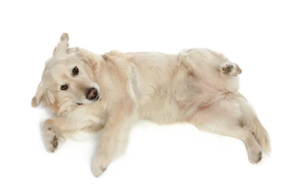 Golden Retriever dog — Stock Photo, Image