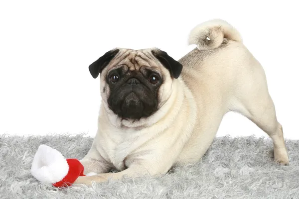 Pug cachorro com chapéu de Natal de Santa — Fotografia de Stock
