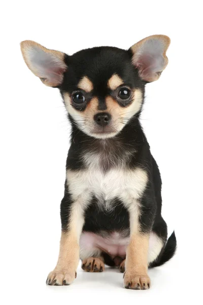 Lustiger Welpe Chihuahua — Stockfoto