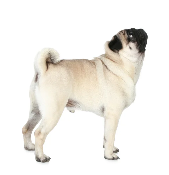 Funny pug dog — Stock Photo, Image