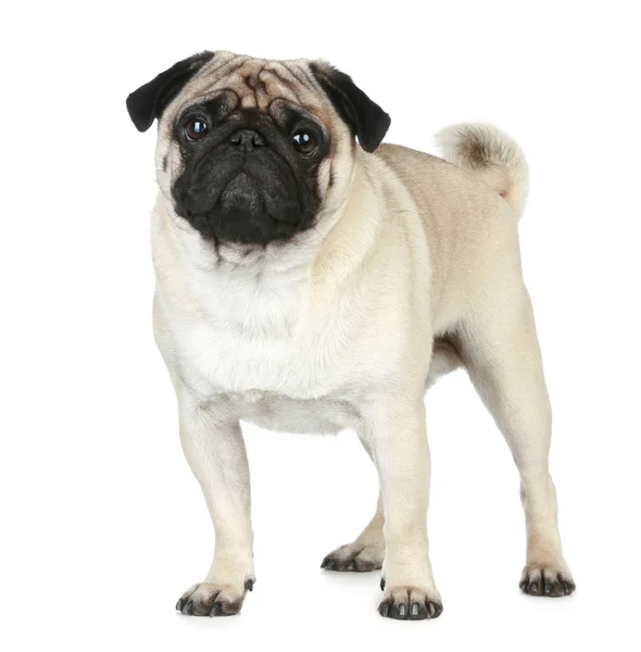 Legrační Mops štěně na bílém pozadí — Stock fotografie